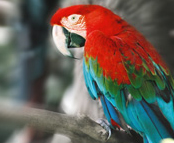 Macaw